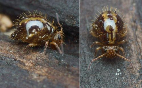 Allacma fusca
